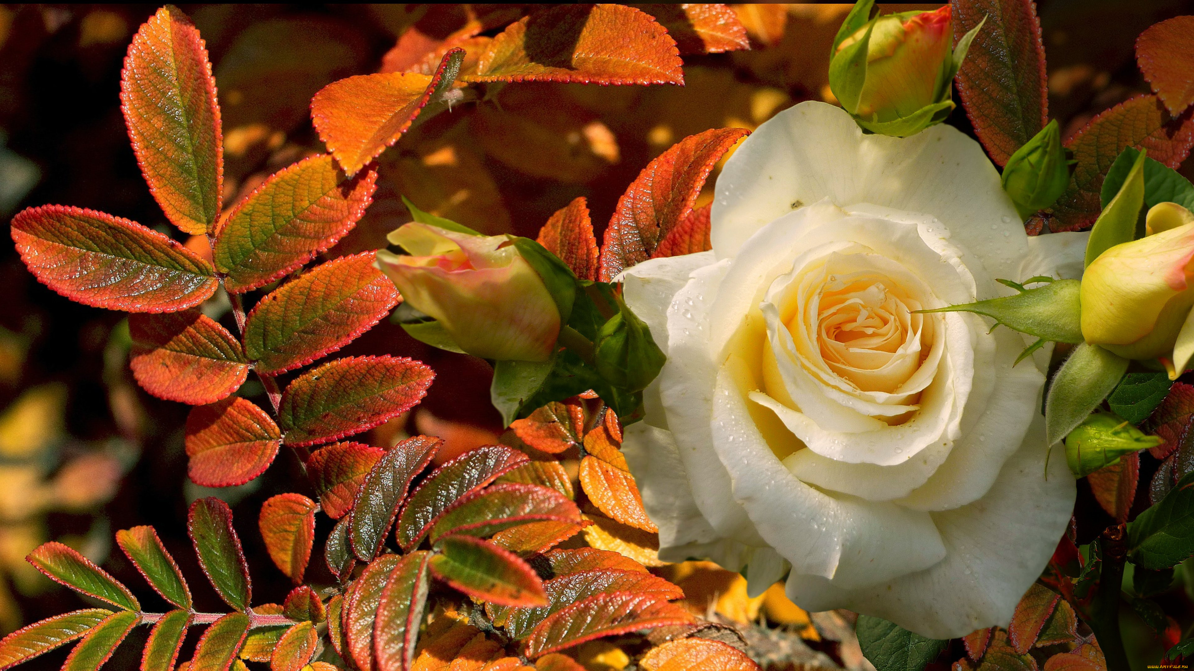 Осень букет роз. Осенние розы. Розы осенью. Розы в осеннем саду.